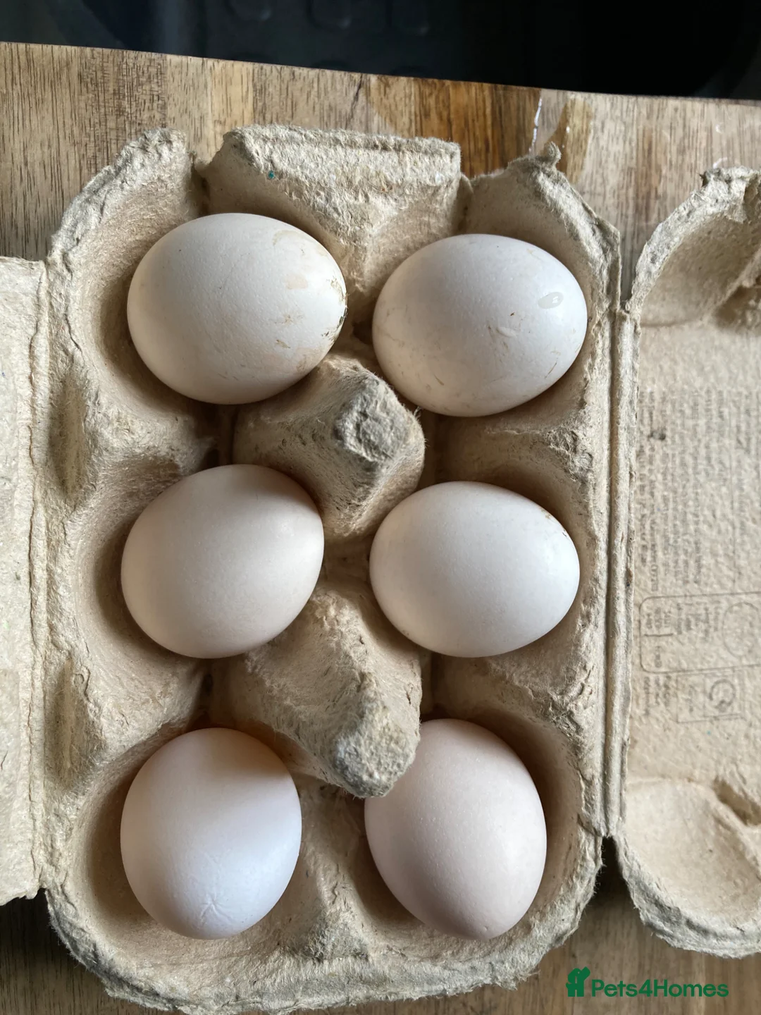 Chickens poultry for sale: Silkie chicks and hatching eggs - Advert 2