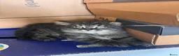 Mixed Breed cats for sale: Kittens long haired half ragdoll  - Advert 20