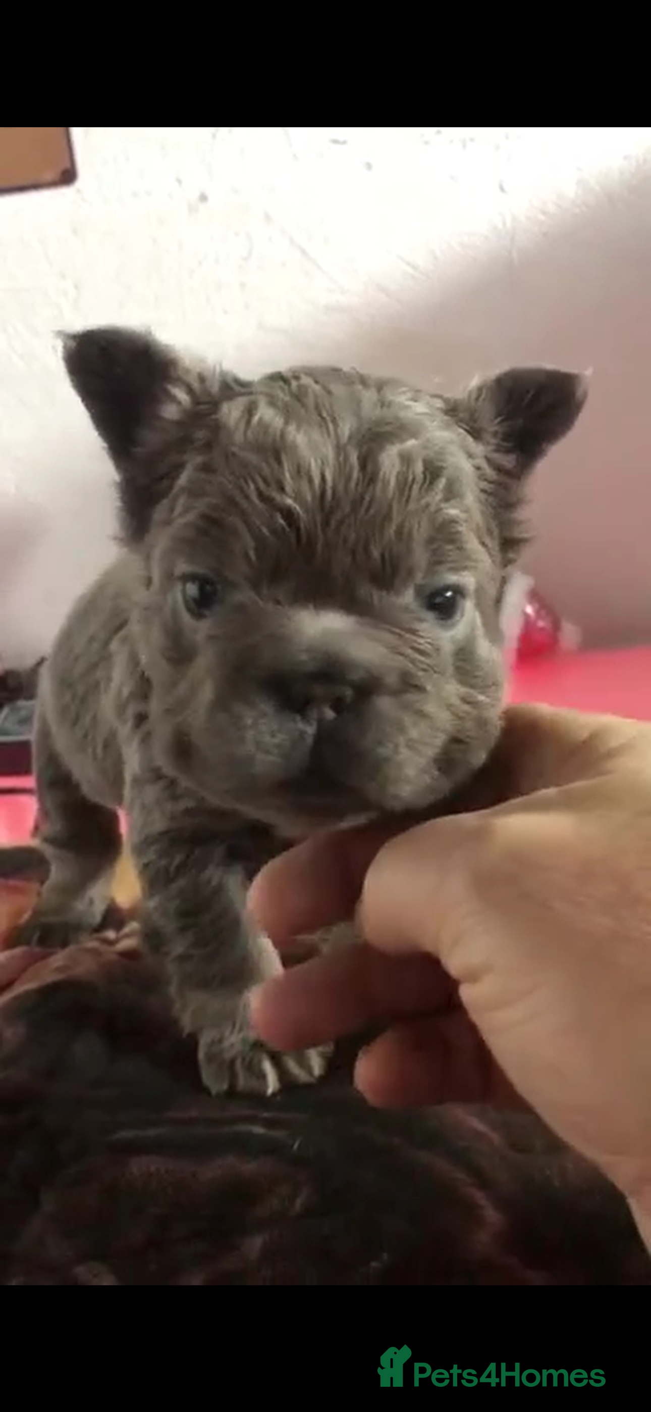 French Bulldog dogs FLUFFY  **  FULL FLUFFY FRENCHBULLDOGS😍😍 - Advert 3
