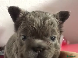 French Bulldog dogs FLUFFY ** FULL FLUFFY FRENCHBULLDOGS😍😍 - Advert 2