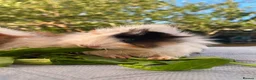 Guinea Pig rodents for sale: Bonded teddy x Abyssinian males - Advert 15
