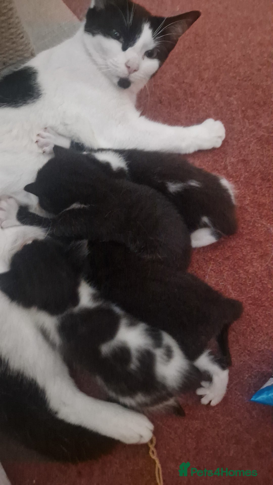 Mixed Breed cats for sale: Playfull kittens  - Image 1