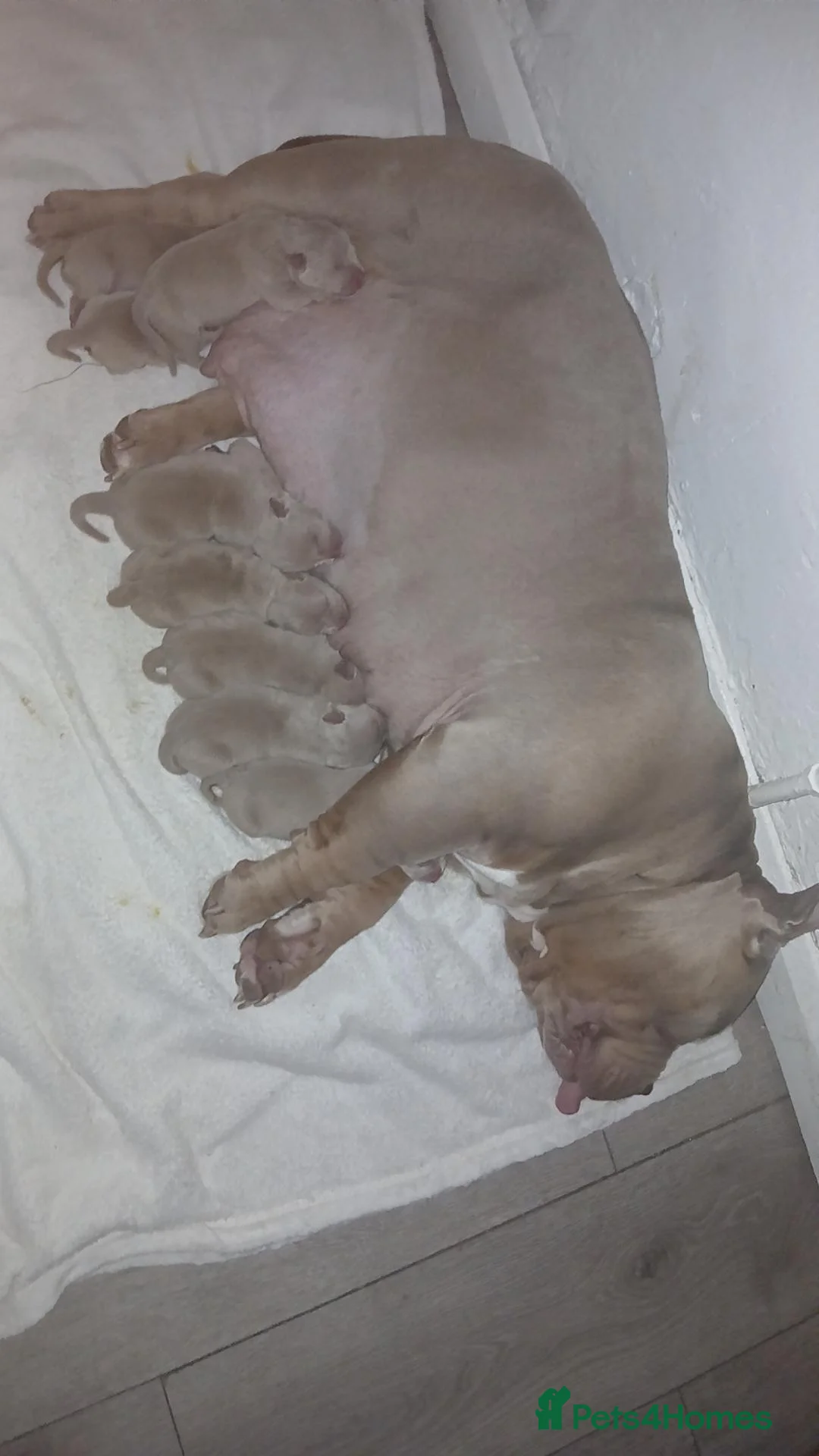 American Bully dogs for sale: Pocket Bullies  in Cardiff - Advert 2