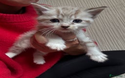 Ragdoll cats for sale: Ragdoll kittens - please read advert  - Image 10