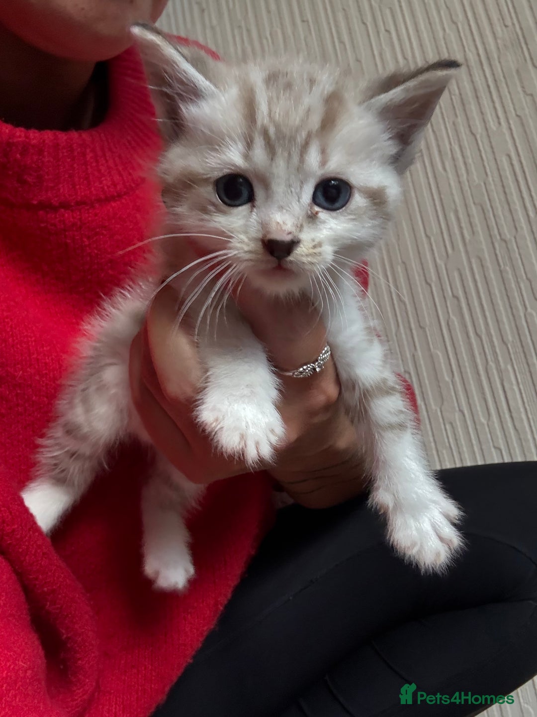 Ragdoll cats for sale: Ragdoll kittens - please read advert  - Image 10
