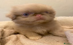 Pekingese dogs for sale: Pink Pekingese puppies  - Advert 8