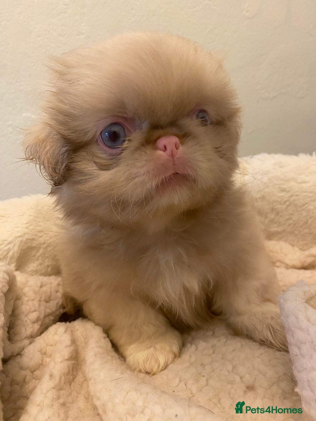 Pekingese dogs for sale: Pink Pekingese puppies  - Advert 8