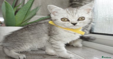 British Shorthair cats - Advert 14