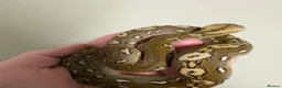 Snake reptiles for sale: male sd retic  - Advert 3