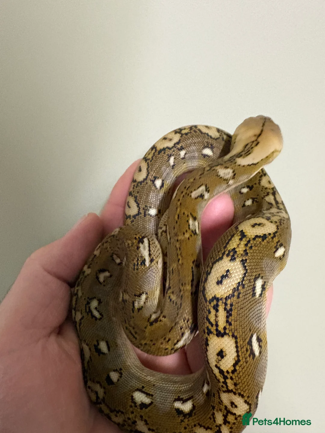 Snake reptiles for sale: male sd retic  - Advert 3