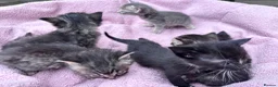 British Shorthair cats for sale: Friendly family-raised kittens ready now  - Advert 13