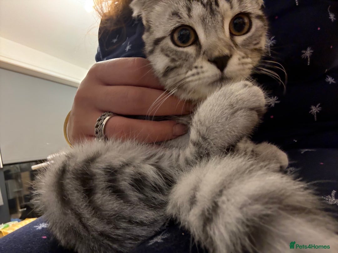 Scottish Fold cats for sale: beautiful Scottish Fold×Nebelung Kittens in Liverpool - Image 19