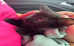 Domestic Shorthair cats for sale: Beautiful black baby boy - Image 3