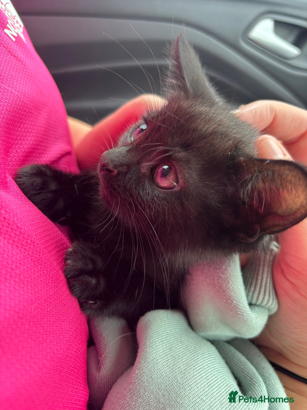 Domestic Shorthair cats for sale: Beautiful black baby boy - Image 3