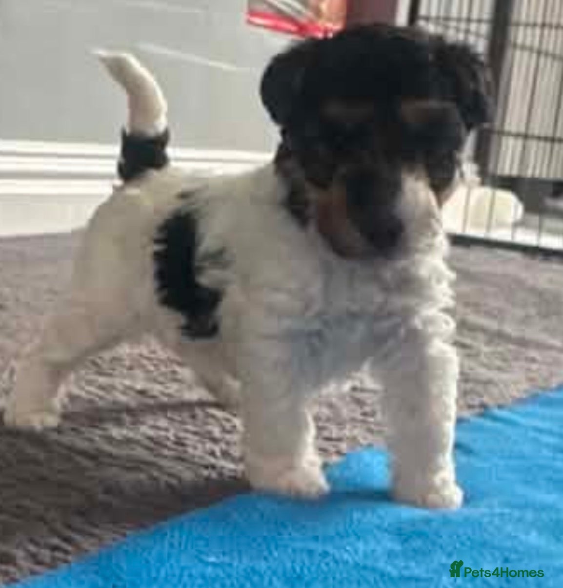 Fox Terrier dogs for sale: Wire haired fox terrier - Advert 18