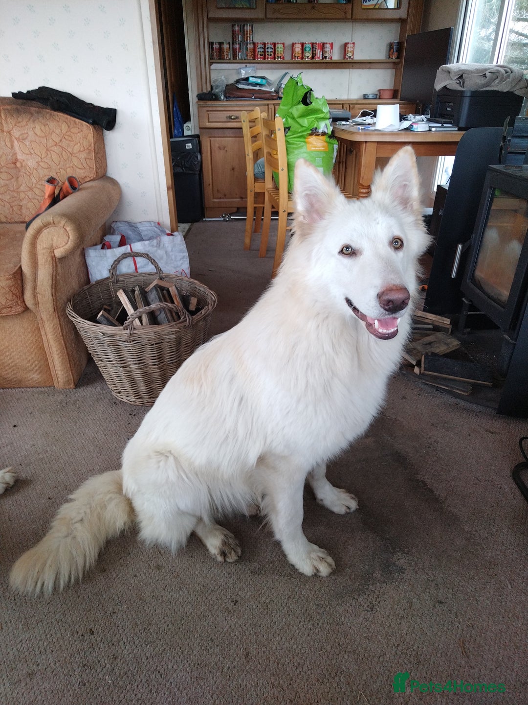 German Shepherd dogs for stud: Dresden - dog for stud in Ballindalloch - Image 8