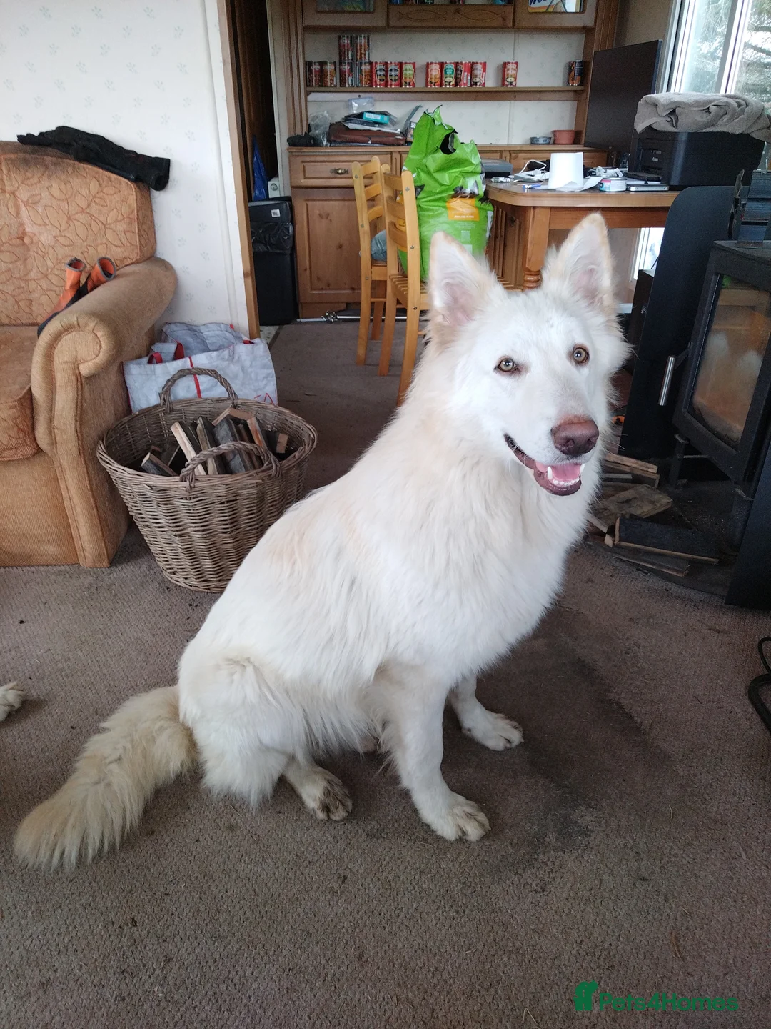 German Shepherd dogs for stud: Dresden - dog for stud in Ballindalloch - Advert 8