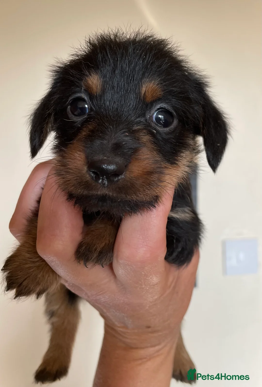 Norfolk Terrier dogs for stud: 3/4 Norfolk x 1/4 Jack Russell proven stud in Burton-on-Trent - Advert 20