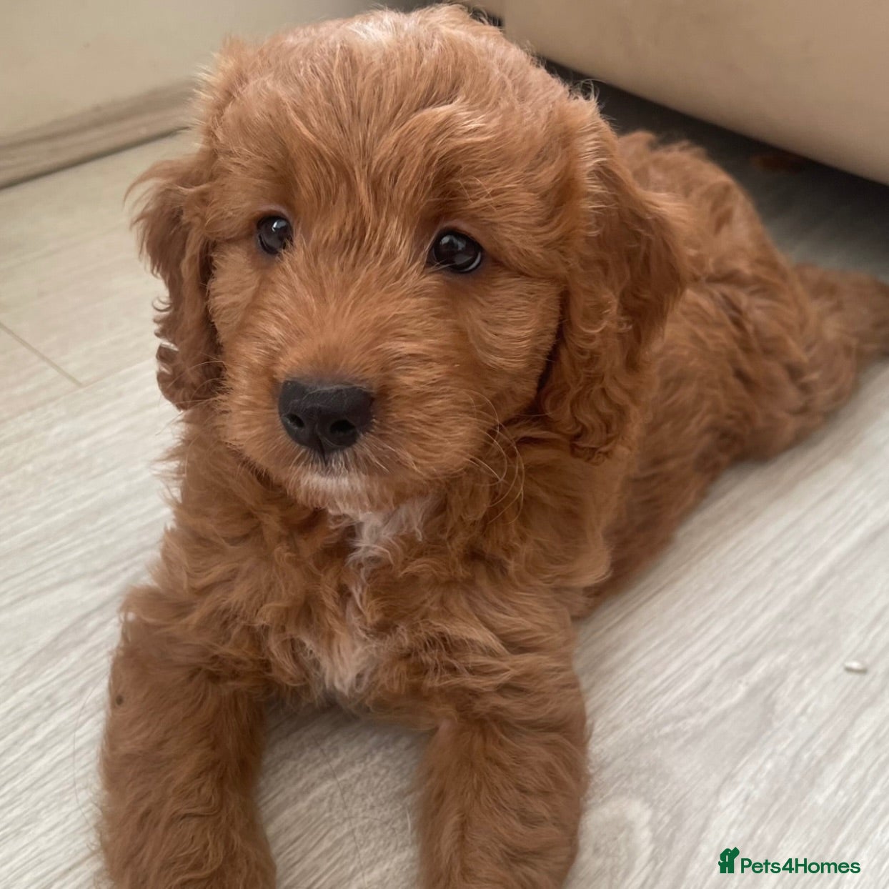 Mini Goldendoodle dogs Red Goldendoodle Female - Ready Now - Advert 6