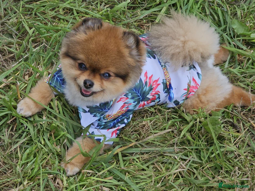 Pomeranian dogs for sale: Xx **   **  pomeranian puppy  in Doncaster - Advert 2
