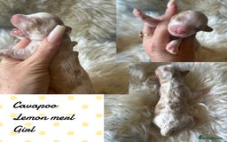Cavapoo dogs for sale: Beautiful fully DNA tested Cavapoo's  - Image 14