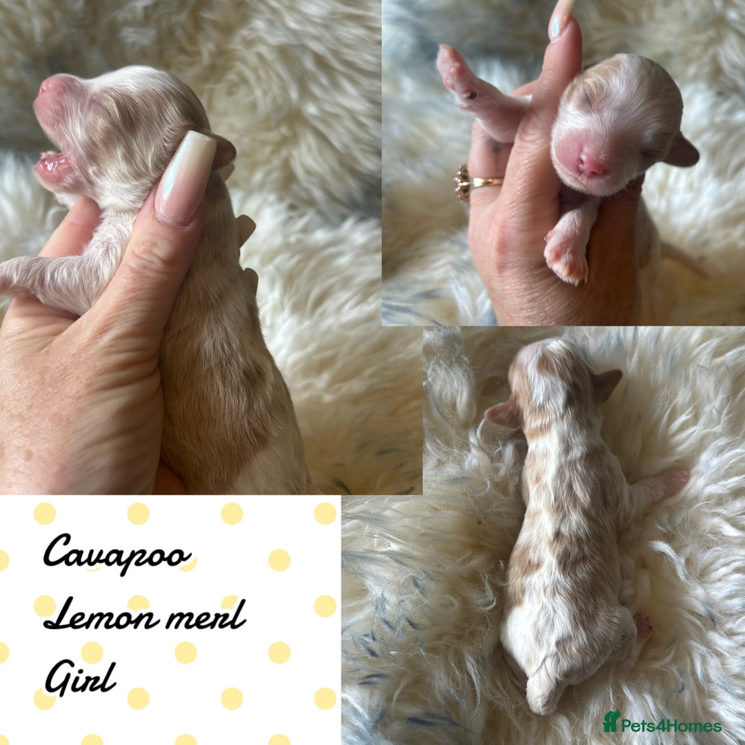 Cavapoo dogs for sale: Beautiful fully DNA tested Cavapoo's  - Image 14