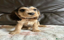 Cocker Spaniel dogs for sale: Show type Cocker Spaniel Puppies - Image 10
