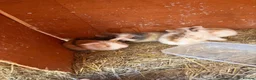 Mini Lop rabbits for sale: Baby mini lops  - Advert 2