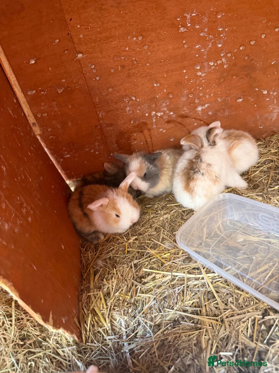 Mini Lop rabbits for sale: Baby mini lops  - Advert 2