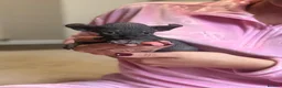 Sphynx cats for sale: Beautiful Canadian Sphynx  - Advert 13