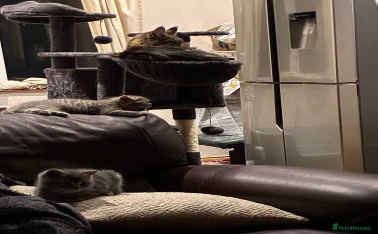 British Shorthair cats - Advert 5