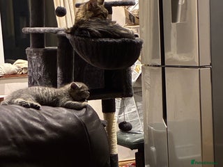 British Shorthair cats - Advert 1