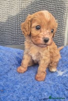 Cavapoo dogs - Advert 1