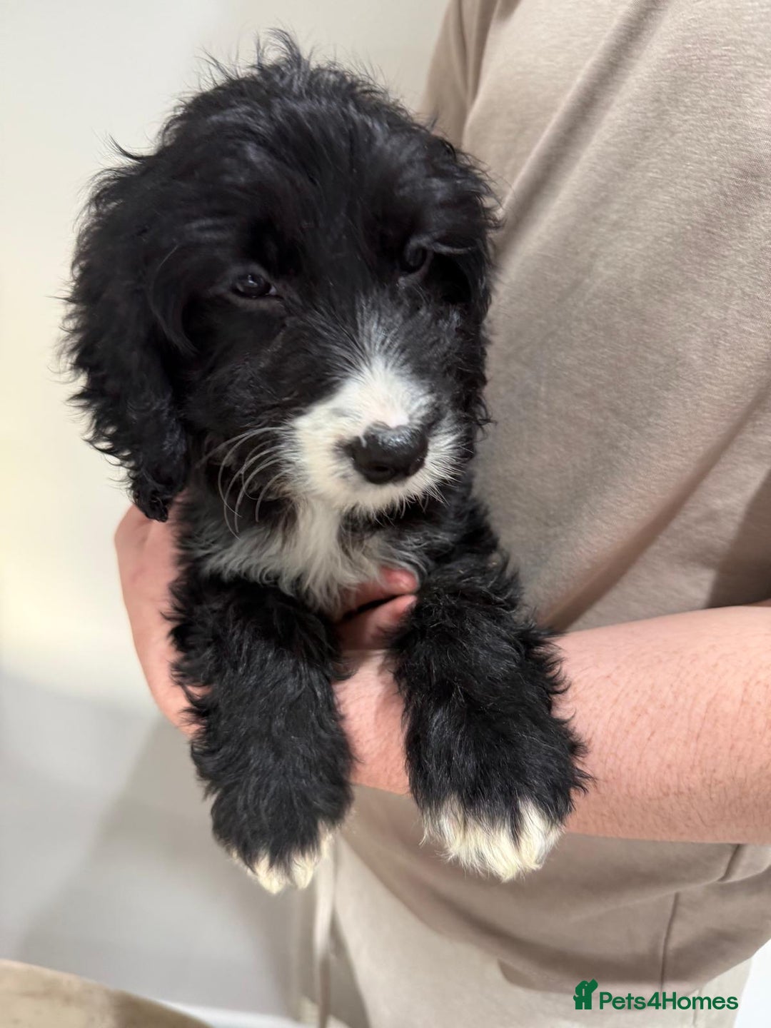 Cockapoo dogs for sale: F1 mixed coloured Cockapoo puppies - Advert 10