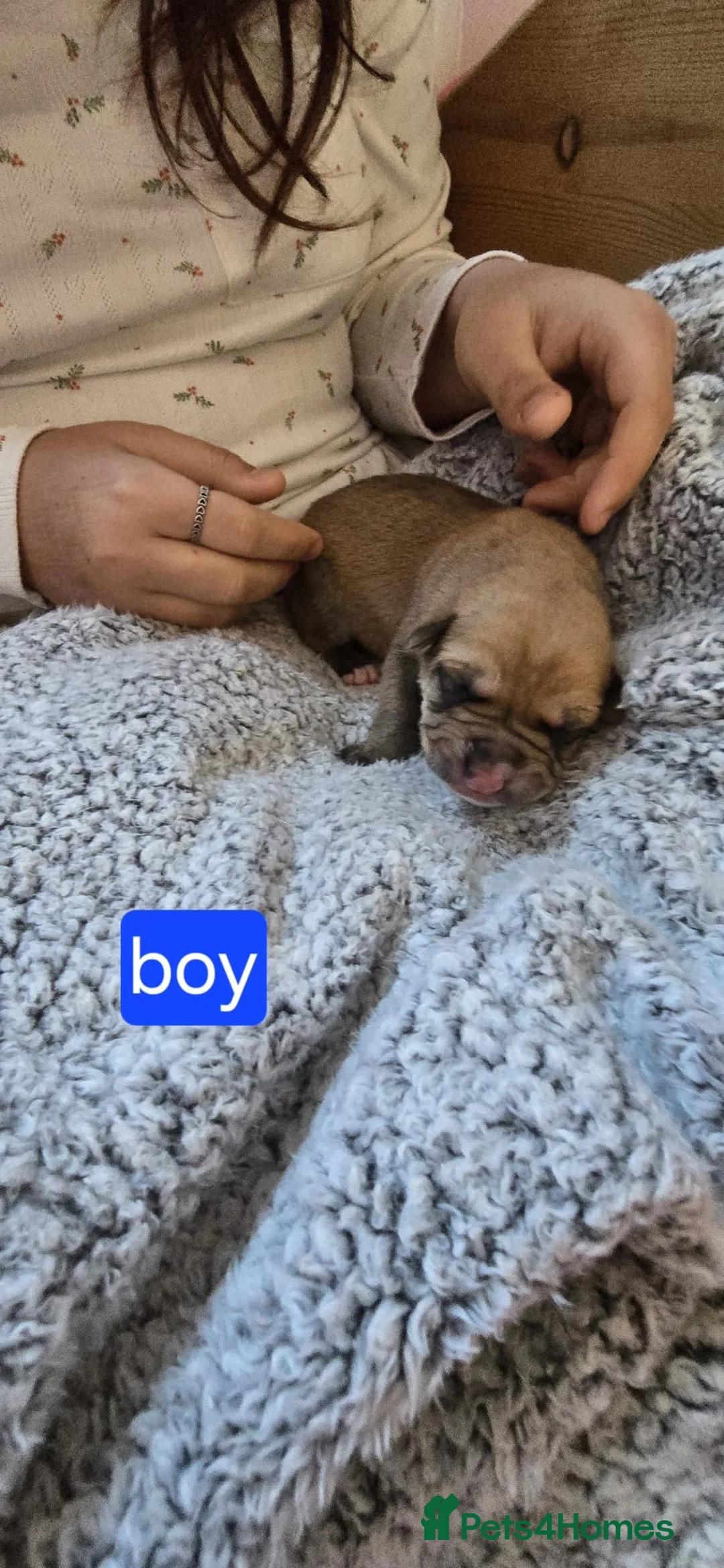 Mixed Breed dogs for sale: Belgin Shepard cross shar pei - Advert 2