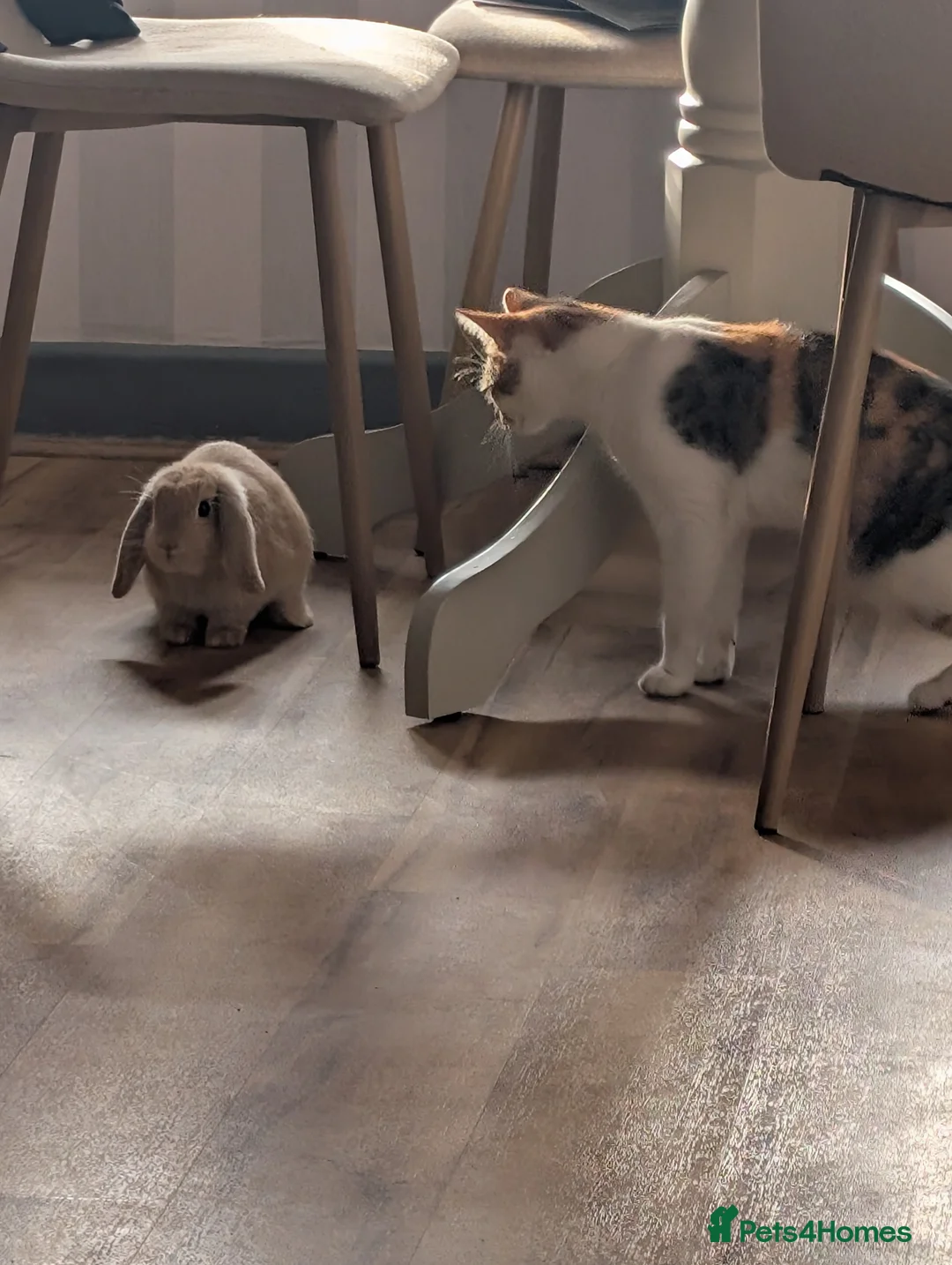 Mini Lop rabbits for sale: French mini lop rabbit  - Advert 6