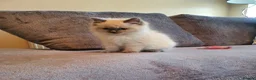 Ragdoll cats for sale: 🐈💕Gorgeous GCCF Blue Point Kittens💕🐈 in Preston - Advert 19