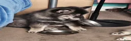 Pomsky dogs for sale: F3 Pomsky Puppies MUST GO - Advert 36