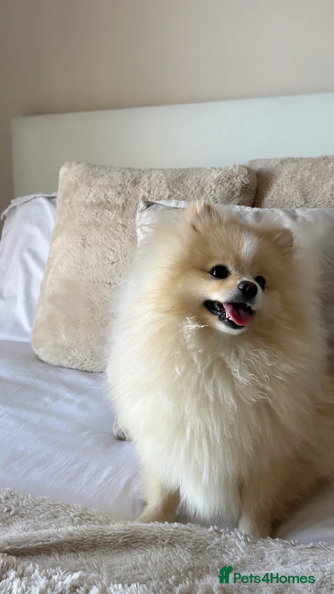 Pomeranian dogs for stud: Pomeranian ready to be stud. - Advert 4