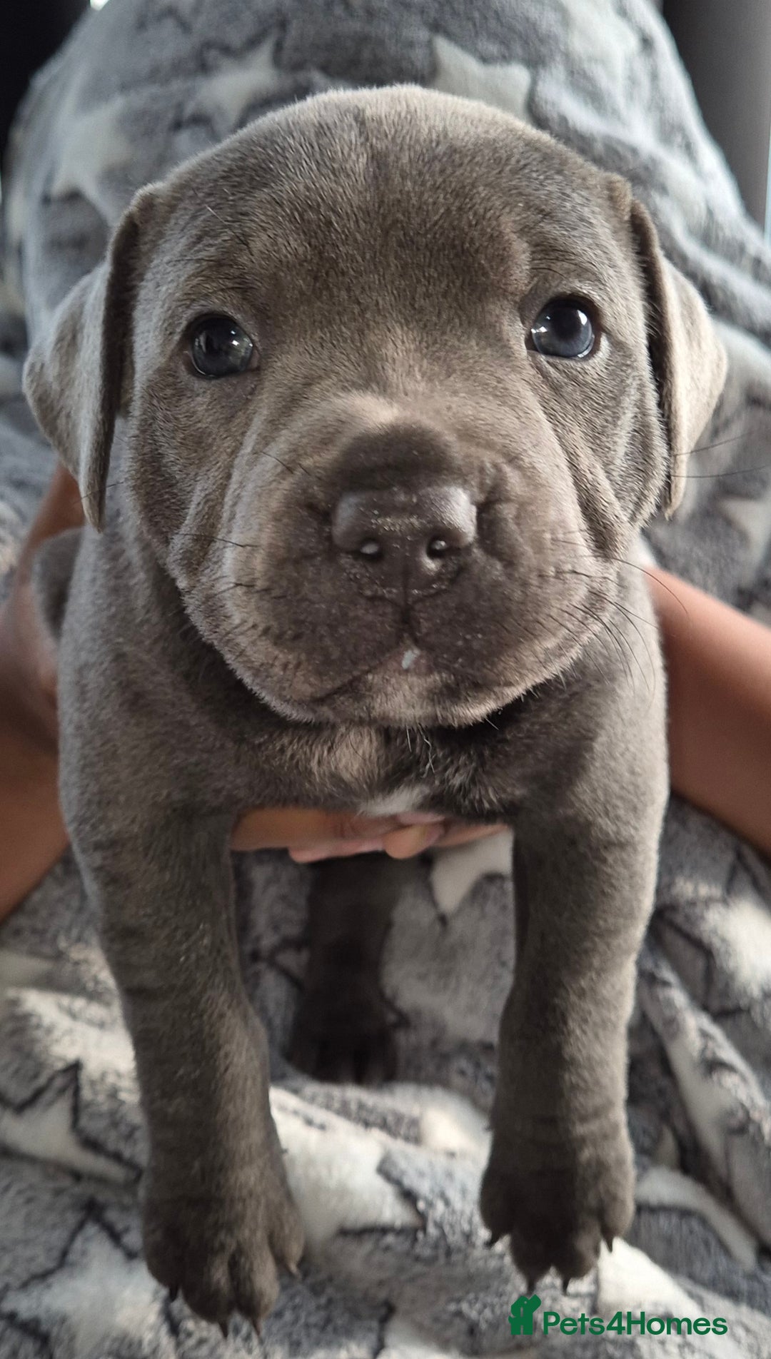 Staffordshire Bull Terrier dogs for sale: **Ready To Leave**KC Blues Champ Blood in Coventry - Image 7