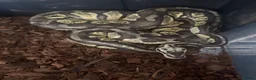 Python Snake reptiles for sale: Royal pythons  in Northampton - Advert 5