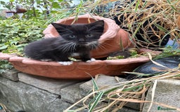 Mixed Breed cats for sale: Kittens  - Image 11