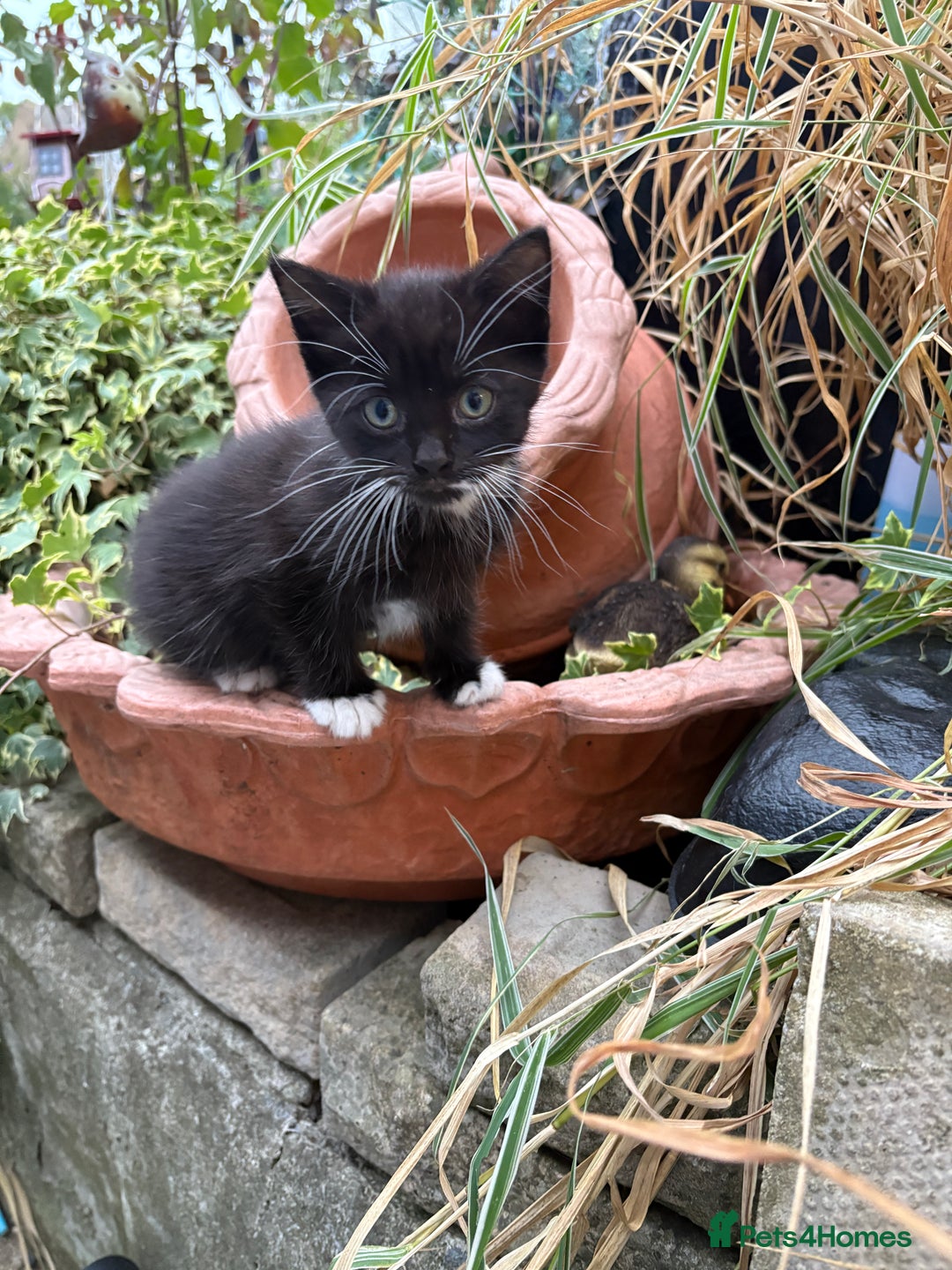 Mixed Breed cats for sale: Kittens  - Image 11