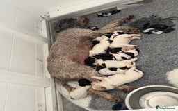 Lagotto Romagnolo dogs for sale: Quality litter due - Image 4