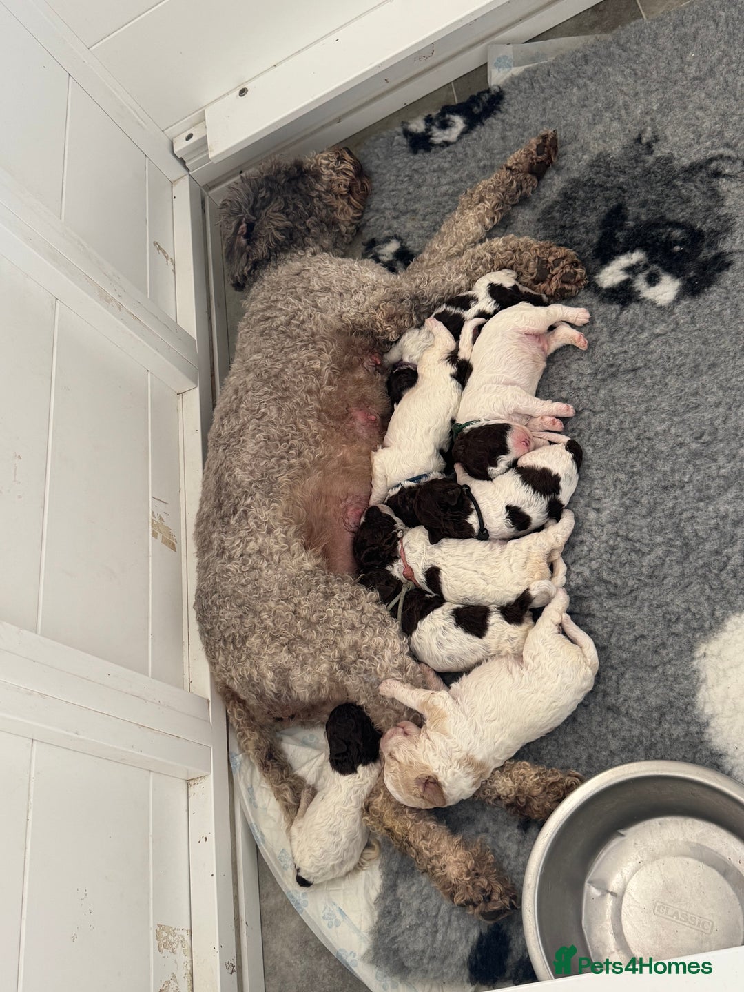 Lagotto Romagnolo dogs for sale: Quality litter due - Image 4