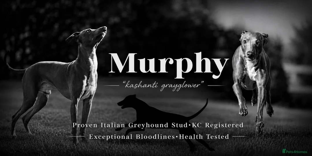Italian Greyhound dogs for stud: *FOR STUD* Blue Italian Greyhound  - Advert 1