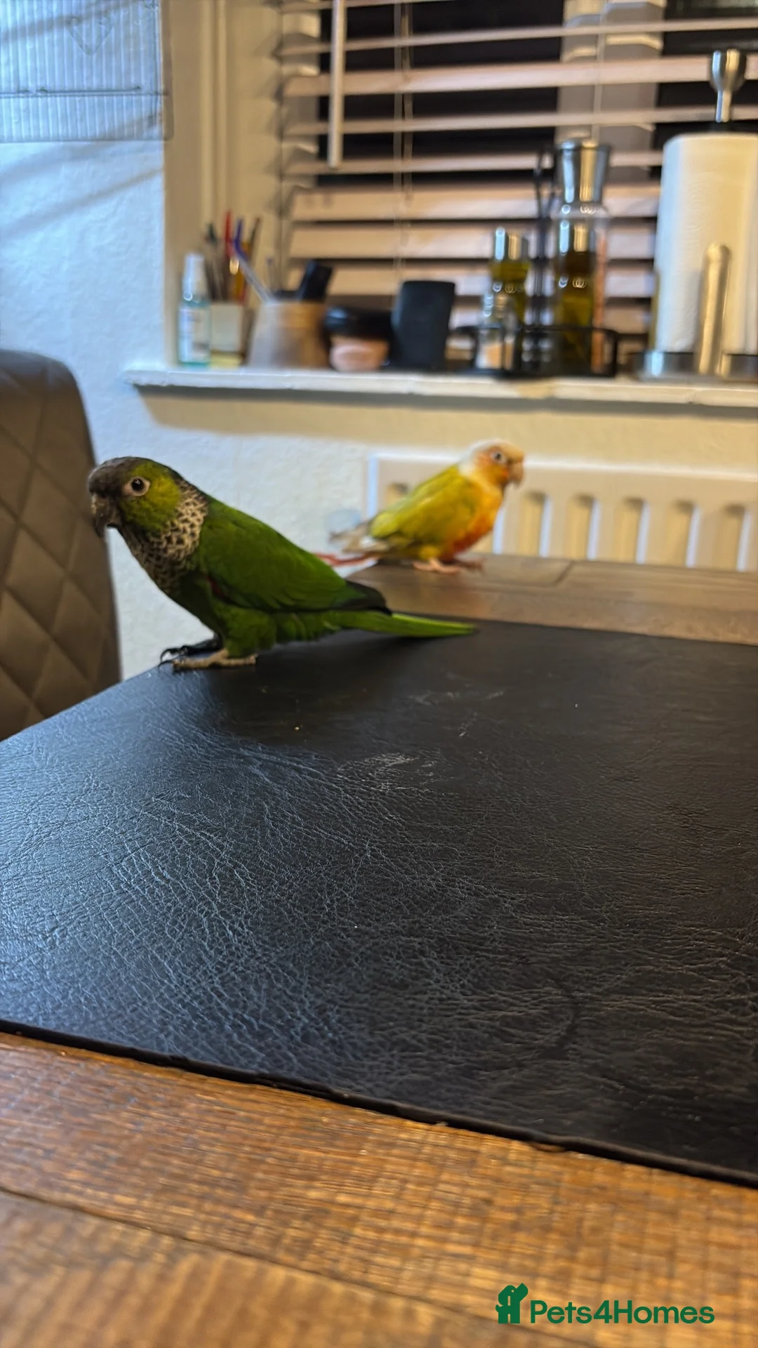 Conures birds for sale: 🦜 Beautiful Conure Pair (Pineapple + Green Cheek) - Advert 2
