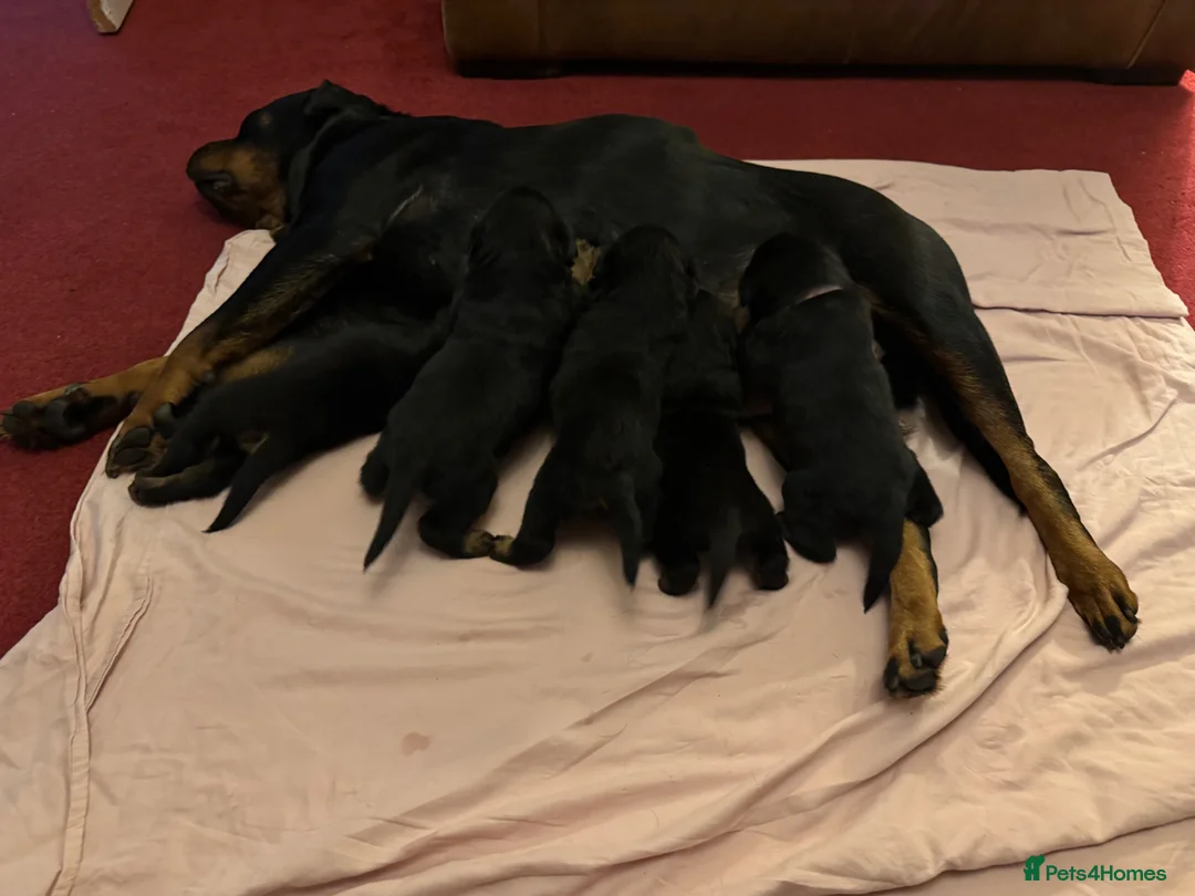 Rottweiler dogs for sale: Rottweiler puppy’s  - Advert 2