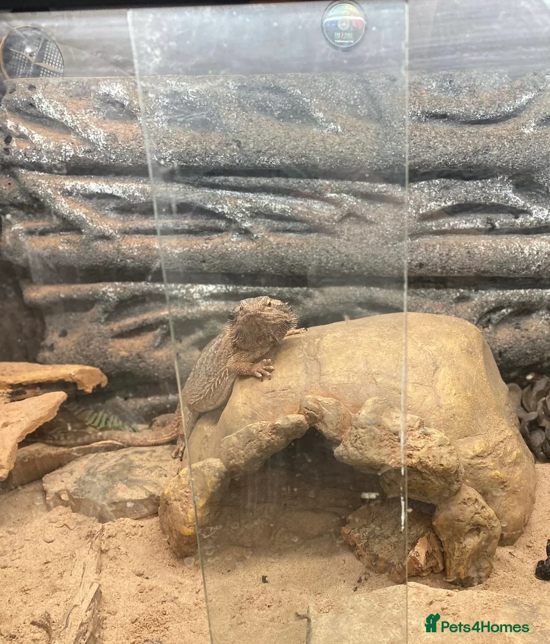 Bearded Dragon reptiles for sale: Beared Dragon  in Exeter - Advert 3