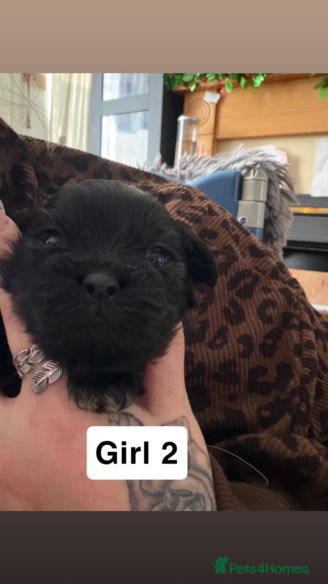 Shihpoo dogs for sale: Shitzu cross poodle puppies - Advert 4